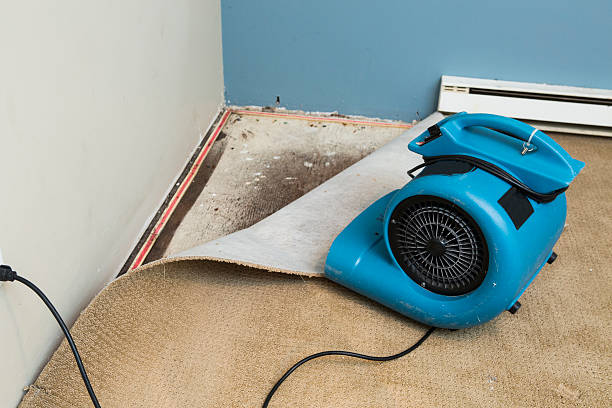 Best Basement water damage restoration  in Bovina, TX
